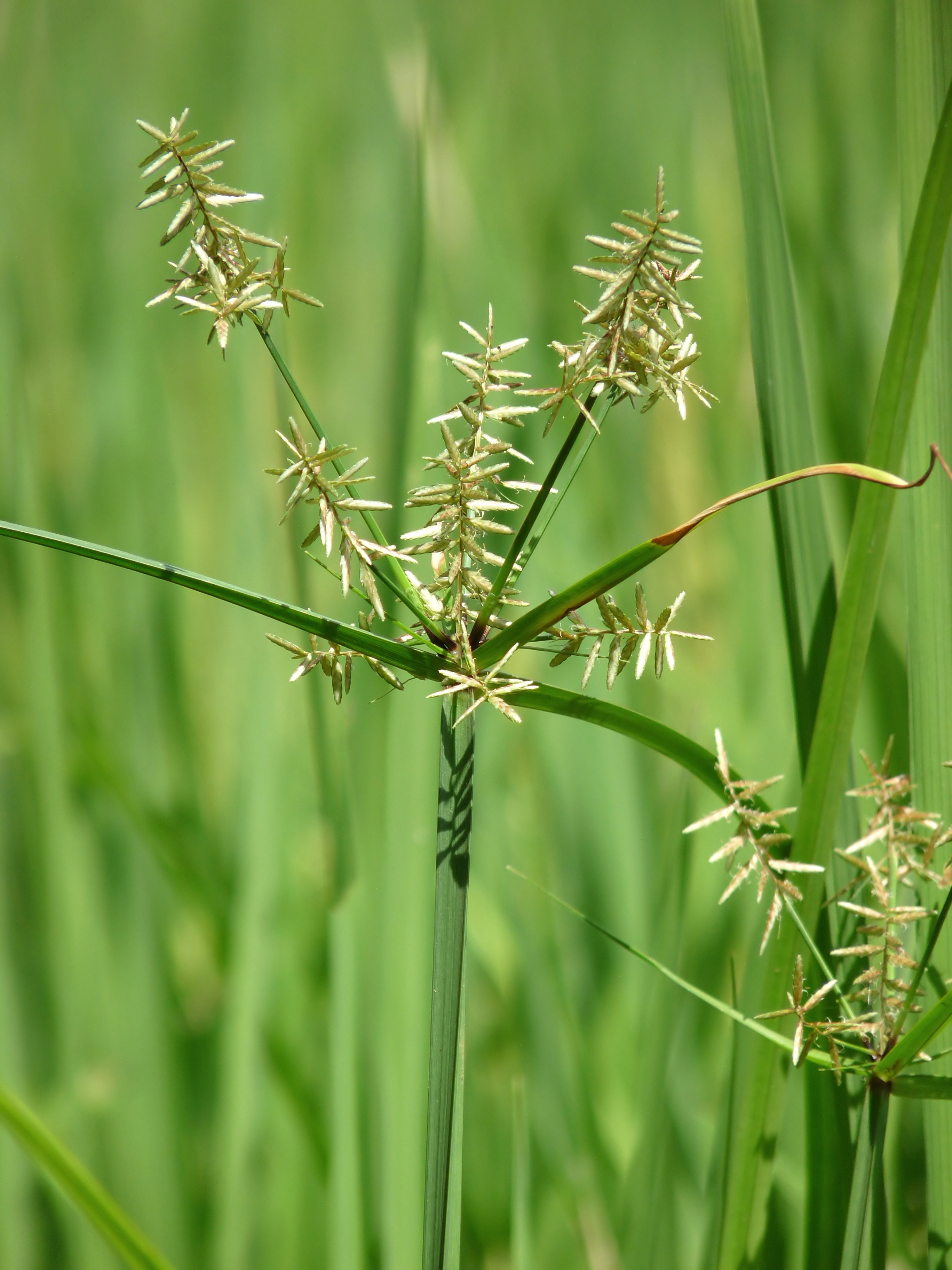 Nut grass outlet